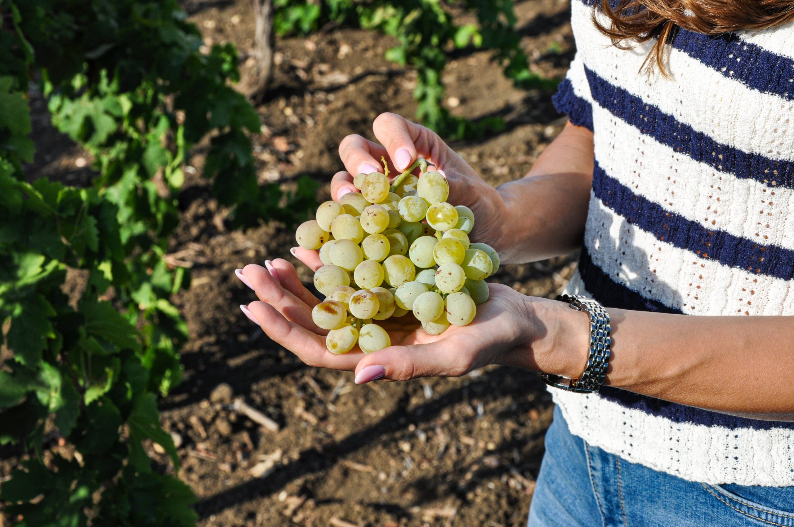 Pros and Cons of Medly Wine Subscription Experience