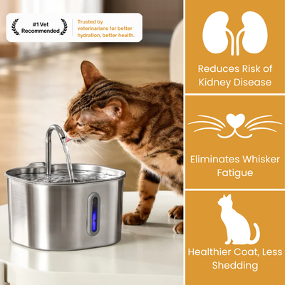 Key Features and Benefits of the Kitty Spout Fountain