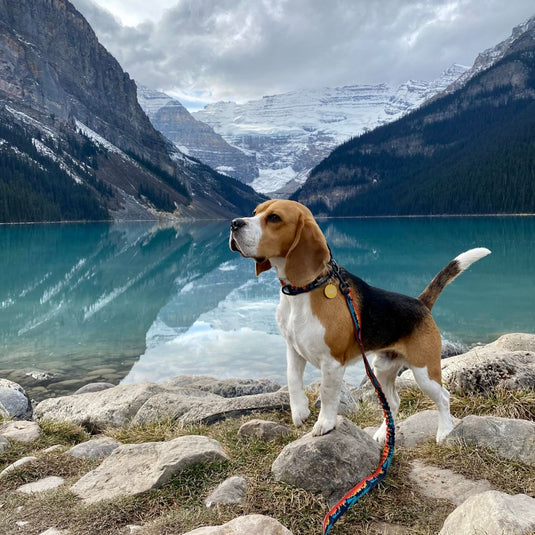 Pros and Cons of Rocky Mountain Dog Gear Based on Customer Reviews