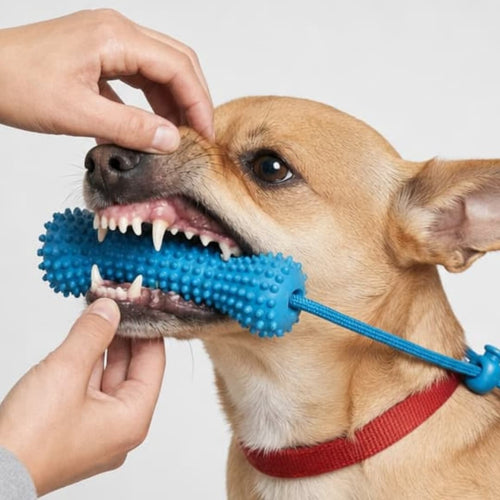 How to Use Rarepet Dental Products Safely and Effectively