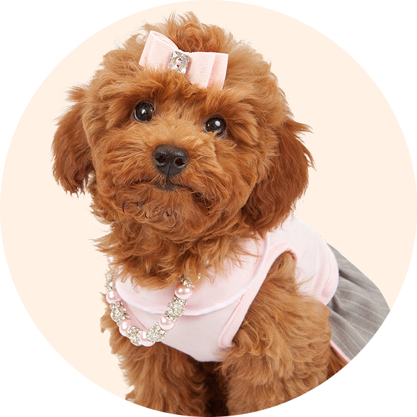 Key Features of Pikapika Pet Clothes and Accessories