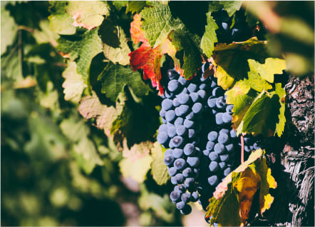 Medly Wine Pricing, Plans, and Bundle Deals Explained